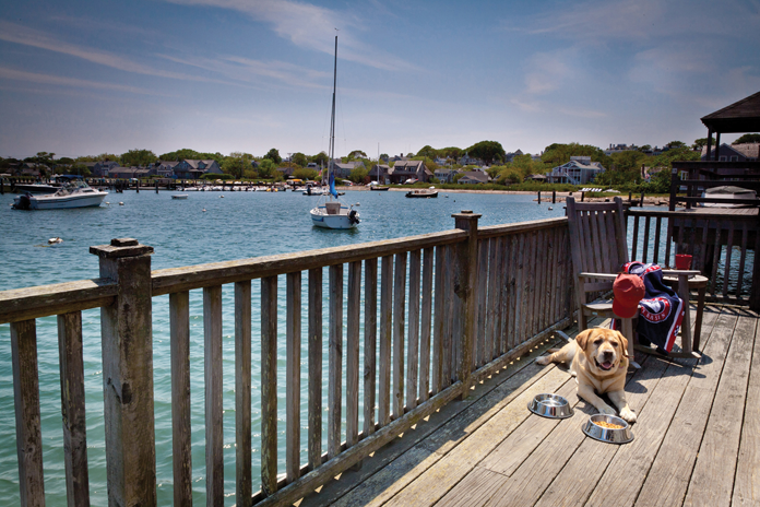 Mascot Sherwood relaxes dockside at The Cottages & Lofts at the Boat Basin in Nantucket. Photograph by Cottages & Lofts: Nantucket Island Resorts 