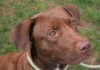 Rescue dog at CT humane society