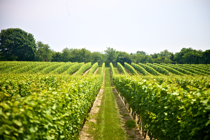 The vines of Sparkling Pointe in Southold, NY