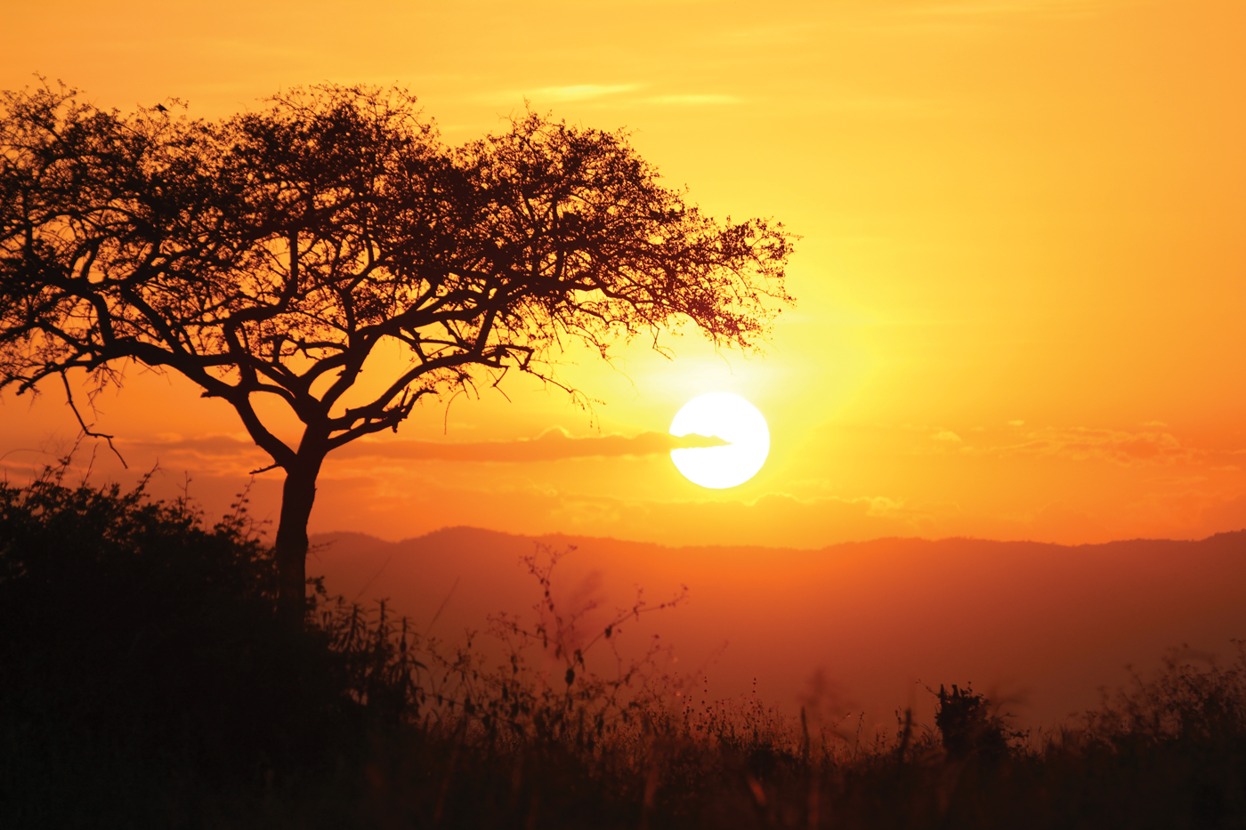 trin-trunk-safari-sunset