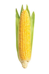 corn summer vegetables