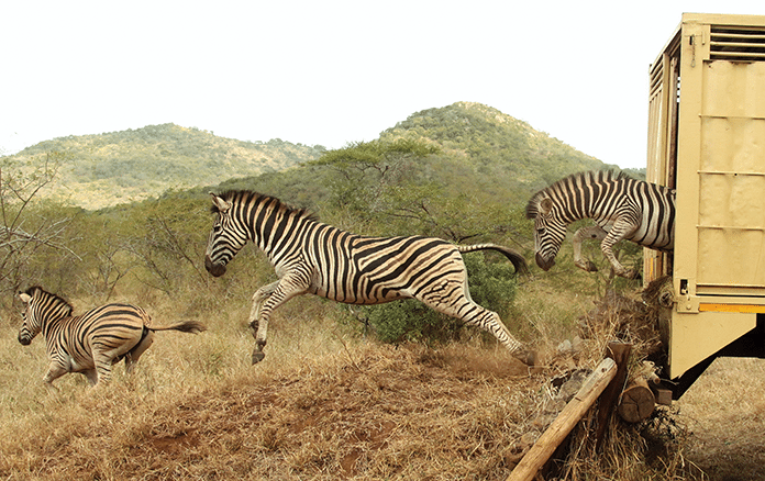 South Africa Zebra Conservation