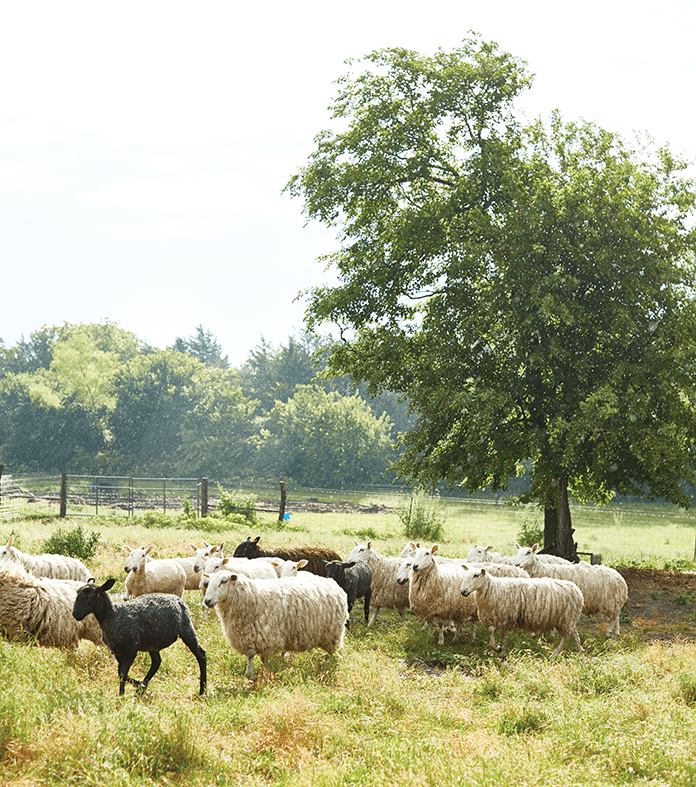 Eakins Field of Sheep