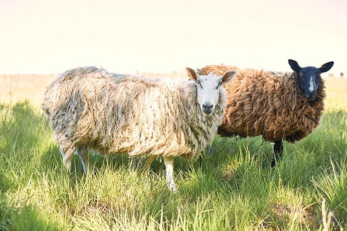Eakins sheep