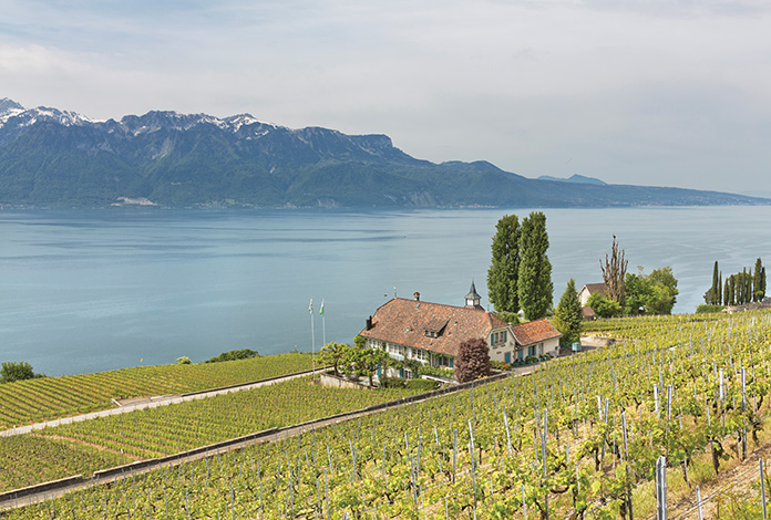 A view of a swiss vineyard overlooking the water