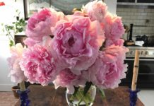 A vase of peonies from Christopher Spitzmiller's farm.