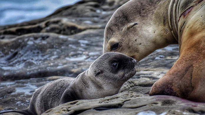 A baby seal with its mother on the rocks