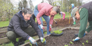 Harriet Williams joins volunteers to help plant the vegetable garden