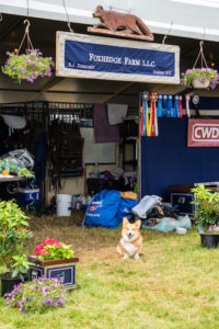 Image from Ox Ridge Charity Horse Show