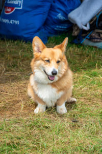 Image from Ox Ridge Charity Horse Show