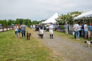 Image from Ox Ridge Charity Horse Show