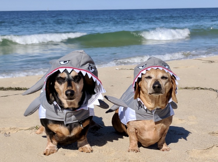 The Cutest Dog Halloween Costumes Serendipity