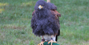 Audubon Hawk Watch