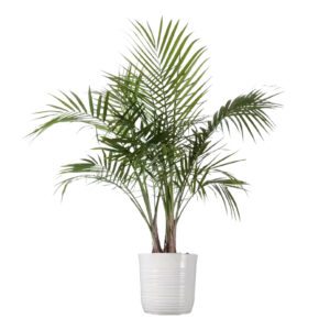 Majesty Palm Live Indoor Outdoor Plant